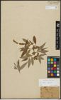Foto von Salix alba L. x Salix fragilis L.